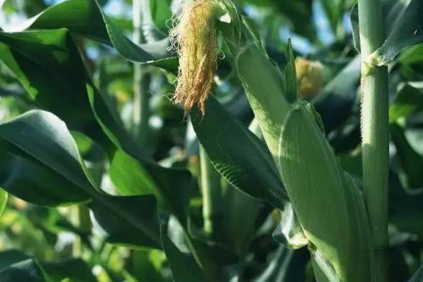 粘玉米一亩地种多少棵，粘玉米的种植方法