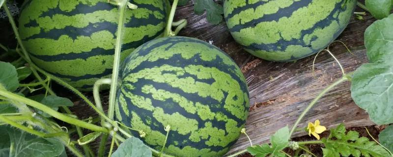 西瓜种植时间,西瓜种多久可以成熟