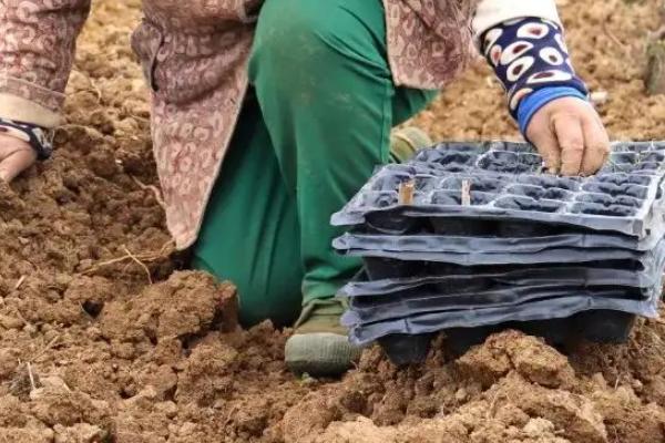 二月份可以种韭菜吗,韭菜可以连续收割吗