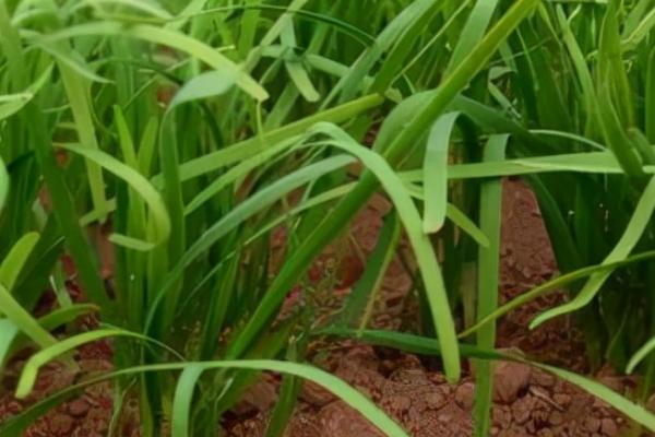 二月份可以种韭菜吗,韭菜可以连续收割吗