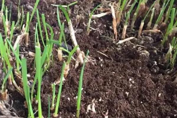 二月份可以种韭菜吗,韭菜可以连续收割吗