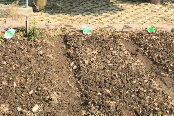 二月份可以种韭菜吗,韭菜可以连续收割吗