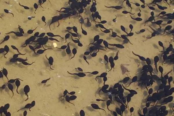 青蛙卵怎么养活，和蟾蜍卵怎么区分