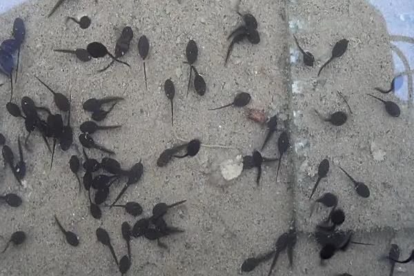 蝌蚪怎么养活,蝌蚪如何变成青蛙