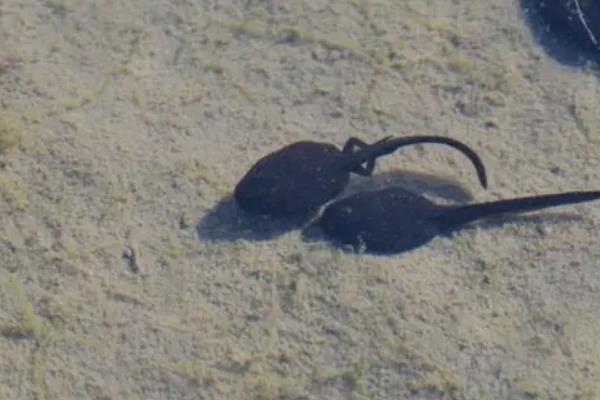 青蛙卵怎么养活，和蟾蜍卵怎么区分