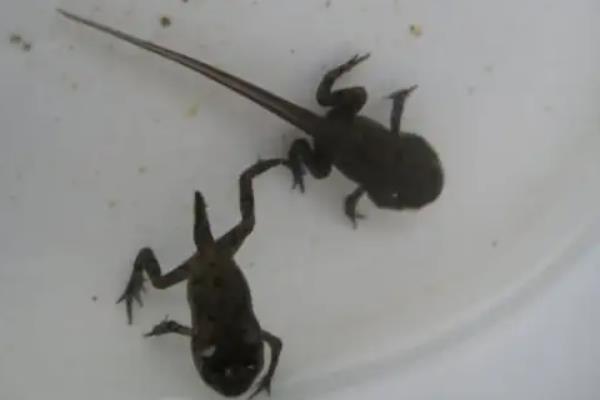 青蛙卵怎么养活，和蟾蜍卵怎么区分