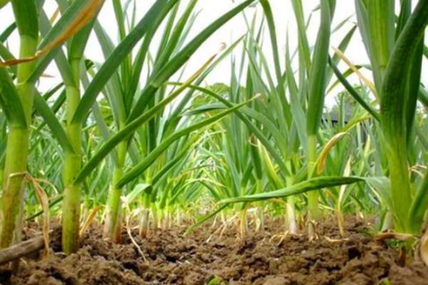 大蒜属于出芽生殖吗,附种植方法