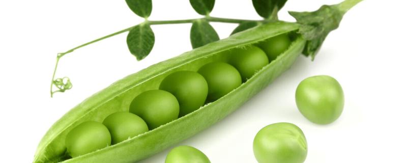 豌豆的生殖方式，豌豆是什么季节的蔬菜