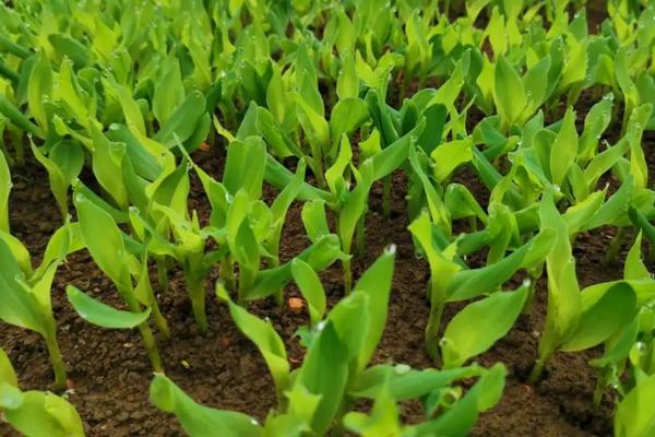 关于播种玉米需要注意些什么呢?，播种玉米如何施肥