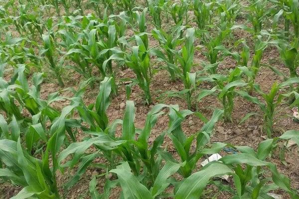 春玉米几天发芽出土，附春玉米的种植方法和时间