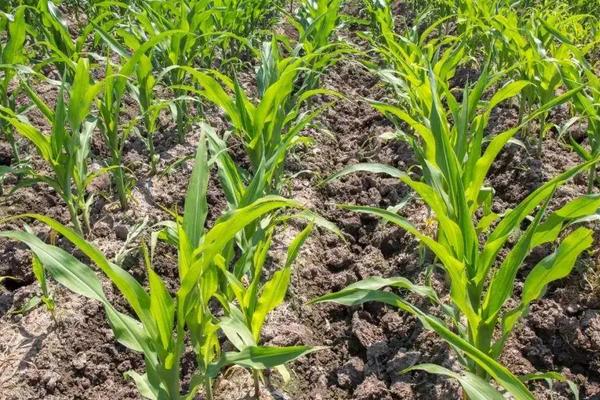 关于播种玉米需要注意些什么呢?，播种玉米如何施肥