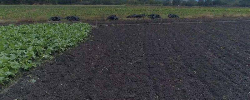 乌克兰农业主要生产什么，乌克兰为什么称为欧洲粮仓