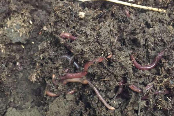 蚯蚓可以做什么