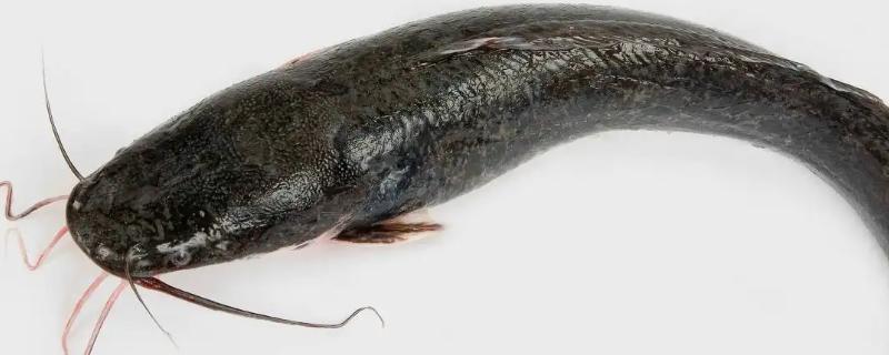 鲶鱼和江团的区别,鲶鱼是河鱼还是海鱼