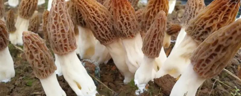 羊肚菌生长周期几个月，羊肚菌与竹荪的区别