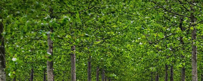 杨树几年成材卖钱,杨树和白杨树的区别