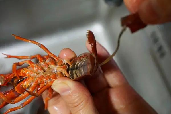 小龙虾用去虾线吗