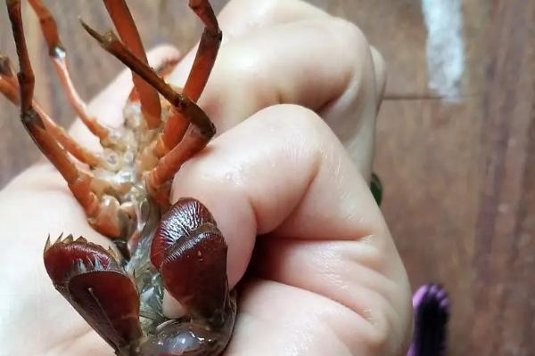 小龙虾用去虾线吗