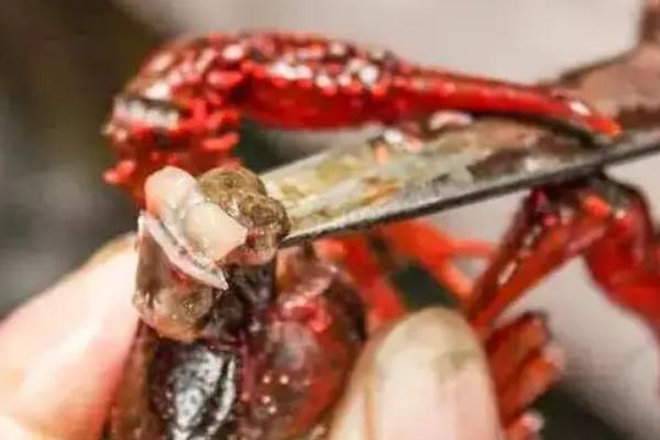 小龙虾用去虾线吗