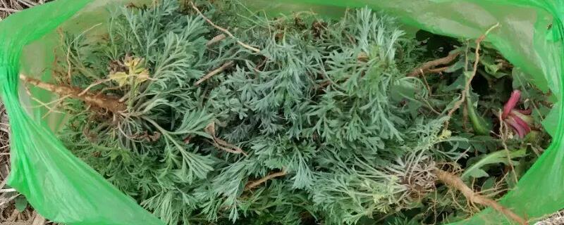 农林牧副渔的副业指什么，农林牧副渔分别指什么