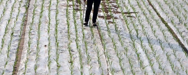 戊氧乙草胺适用哪些作物，有哪些注意事项