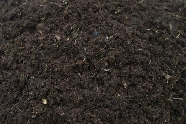 板栗发芽了能种吗,板栗什么季节成熟