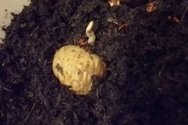 板栗发芽了能种吗,板栗什么季节成熟