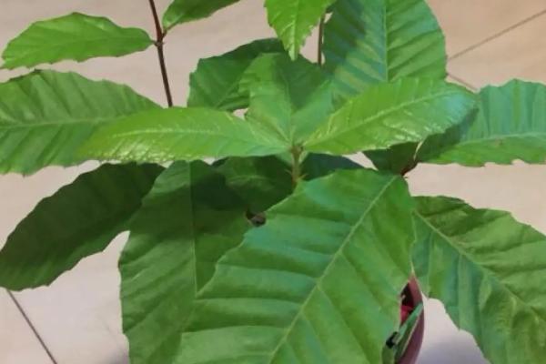 板栗发芽了能种吗,板栗什么季节成熟