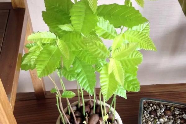 板栗发芽了能种吗,板栗什么季节成熟