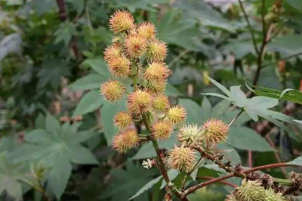 为什么不大规模种蓖麻,国家允许种蓖麻吗