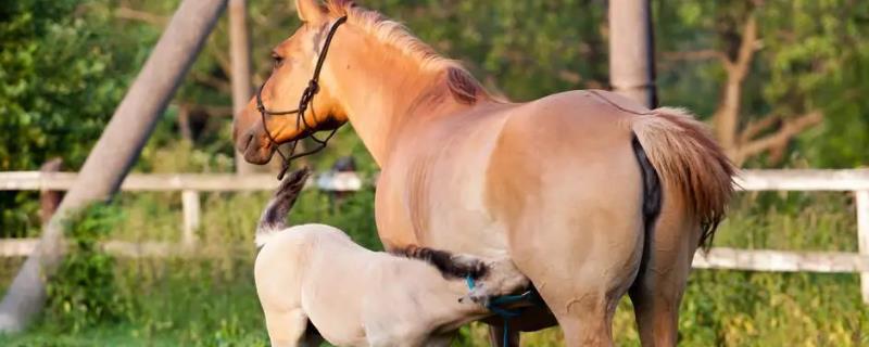 母马发情有何表现，怀孕需要多长时间