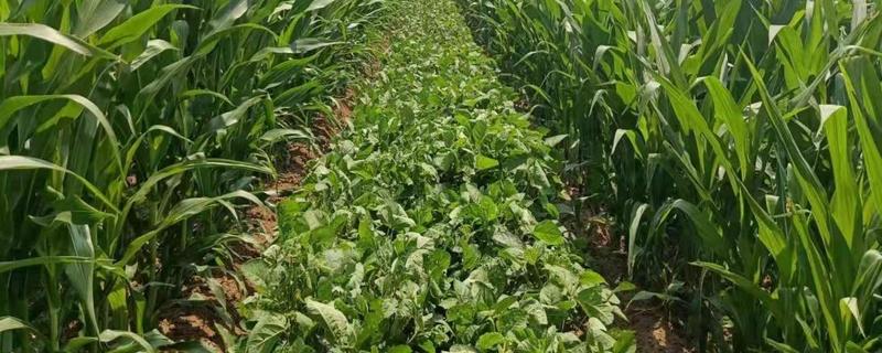玉米大豆带状复合种植是什么意思，套种和间作的区别