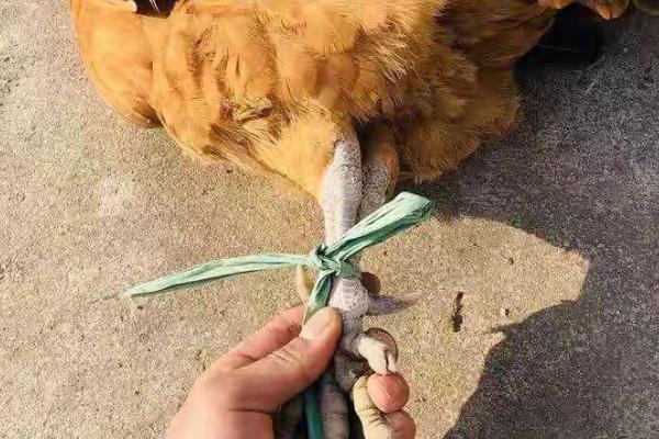 公鸡脚上的长刺是什么,公鸡脚上的蹬是什么