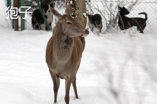 狍子跟鹿的区别