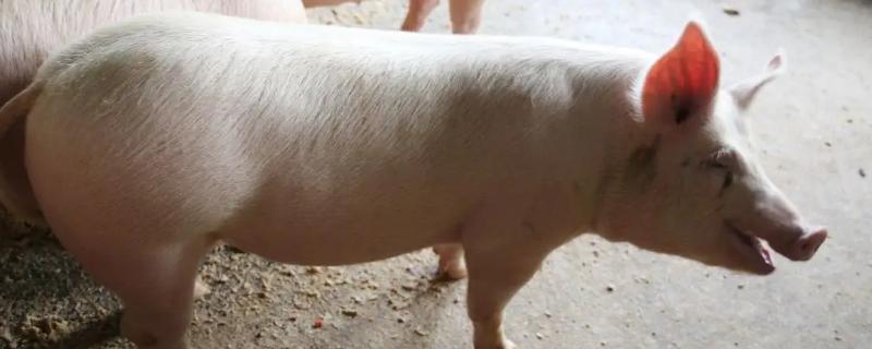 猪吃什么,猪吃猪肉的吗