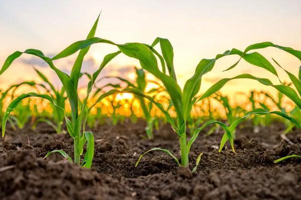 玉米喜欢氯化钾还是硫酸钾