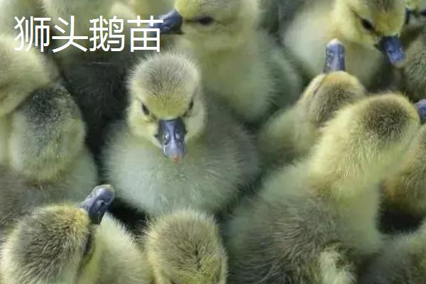 狮头鹅苗为什么那么贵,跟普通鹅苗怎么区分