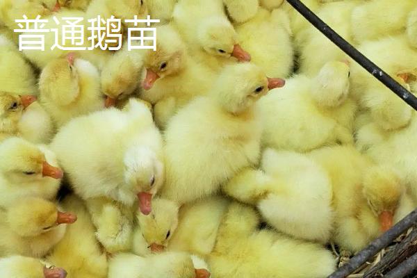 狮头鹅苗为什么那么贵,跟普通鹅苗怎么区分