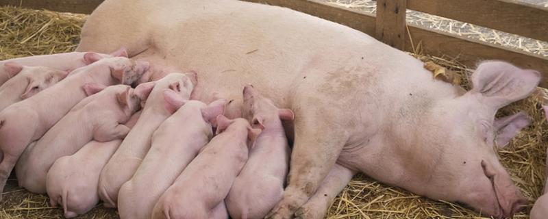 母猪是怎么配种的，母猪配种最佳时期是什么时候