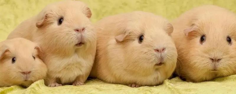 荷兰猪能吃香蕉吗,荷兰猪能活多久