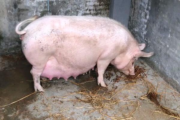 母猪是怎么配种的，母猪配种最佳时期是什么时候