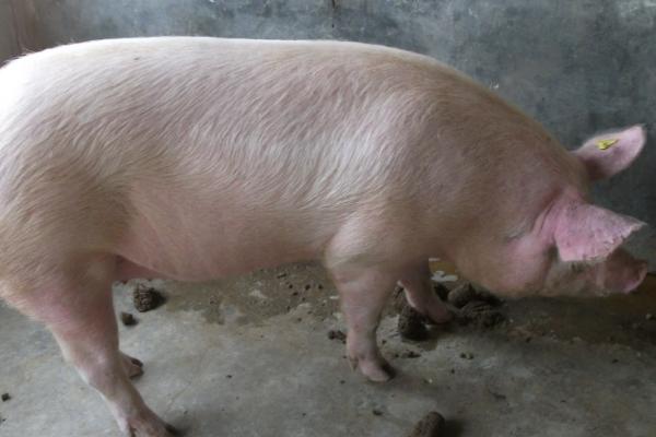 母猪是怎么配种的，母猪配种最佳时期是什么时候