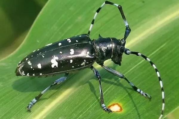 天牛的习性，天牛是益虫还是害虫