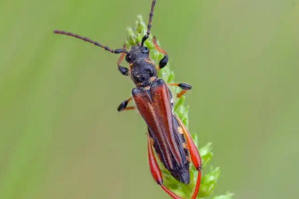 天牛的习性，天牛是益虫还是害虫