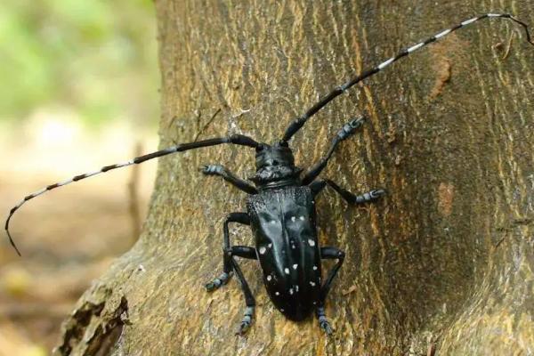 天牛的习性，天牛是益虫还是害虫