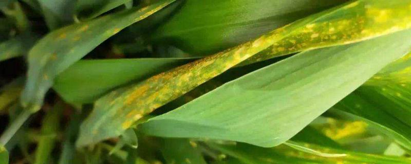 小麦条锈病的防治时间和方法，是什么原因导致的