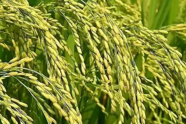 水稻生长习性，水稻生长需要什么肥料