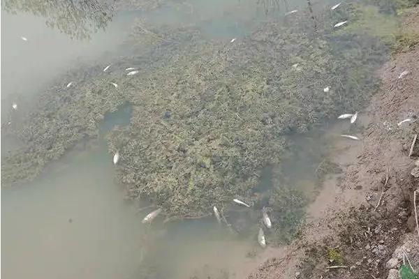 鱼塘死鱼是什么原因，鱼塘杀虫什么时间合适