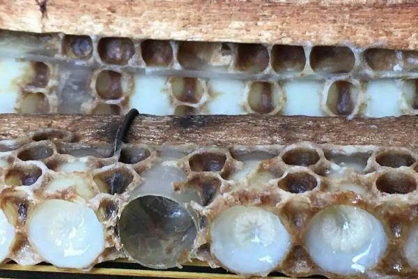 蜜蜂多久孵化出来，蜜蜂春繁有哪些注意事项