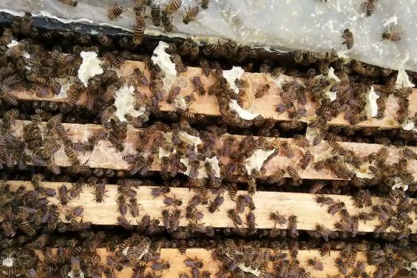 蜜蜂多久孵化出来，蜜蜂春繁有哪些注意事项